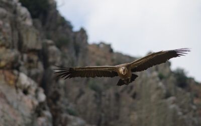 Turismo Ornitológico en Extremadura: Un Paraíso para los Amantes de las Aves