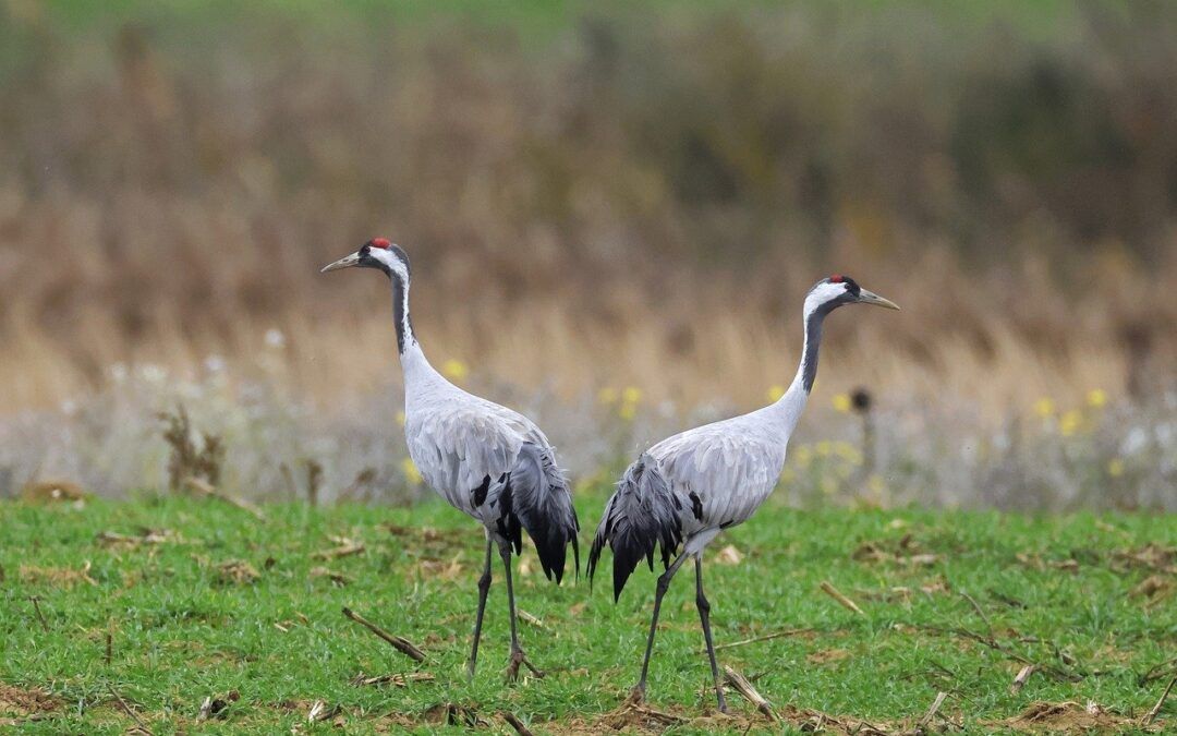 Las grullas son aves migratorias que visitan Extremadura durante el invierno, y su presencia se ha convertido en un espectáculo natural muy apreciado en la región.