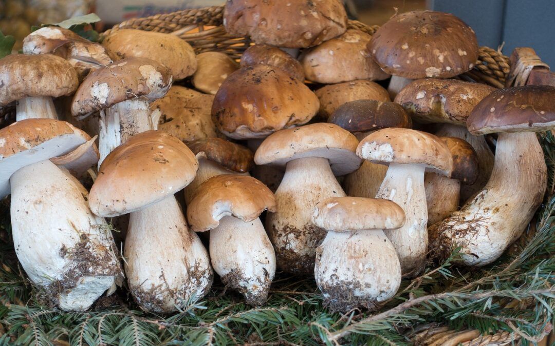 Te recomendamos que, aunque seas un experto en micología, dispongas a mano de algún catálogo o guía que te ayude a identificar los especímenes que vayas encontrado antes de recogerlos. Y …. ante la duda, abstente.